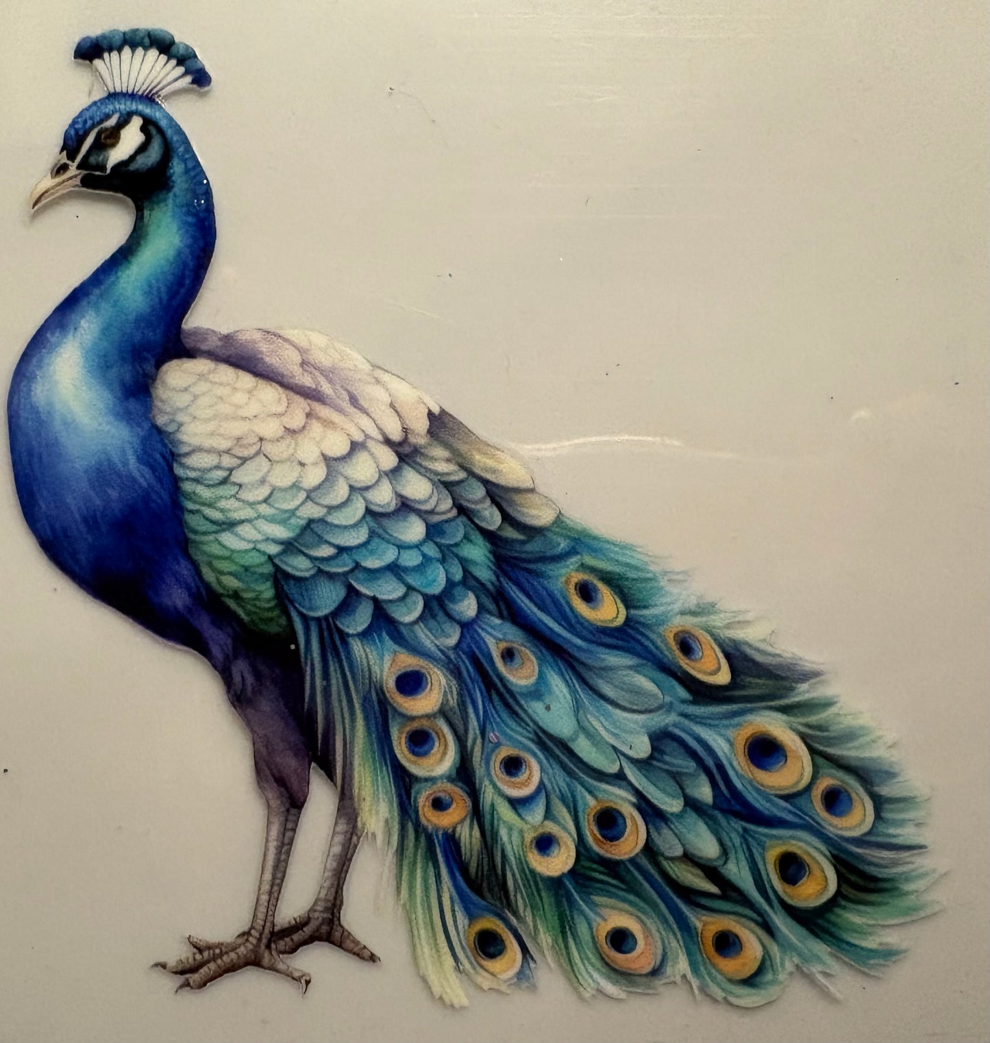 Peacock