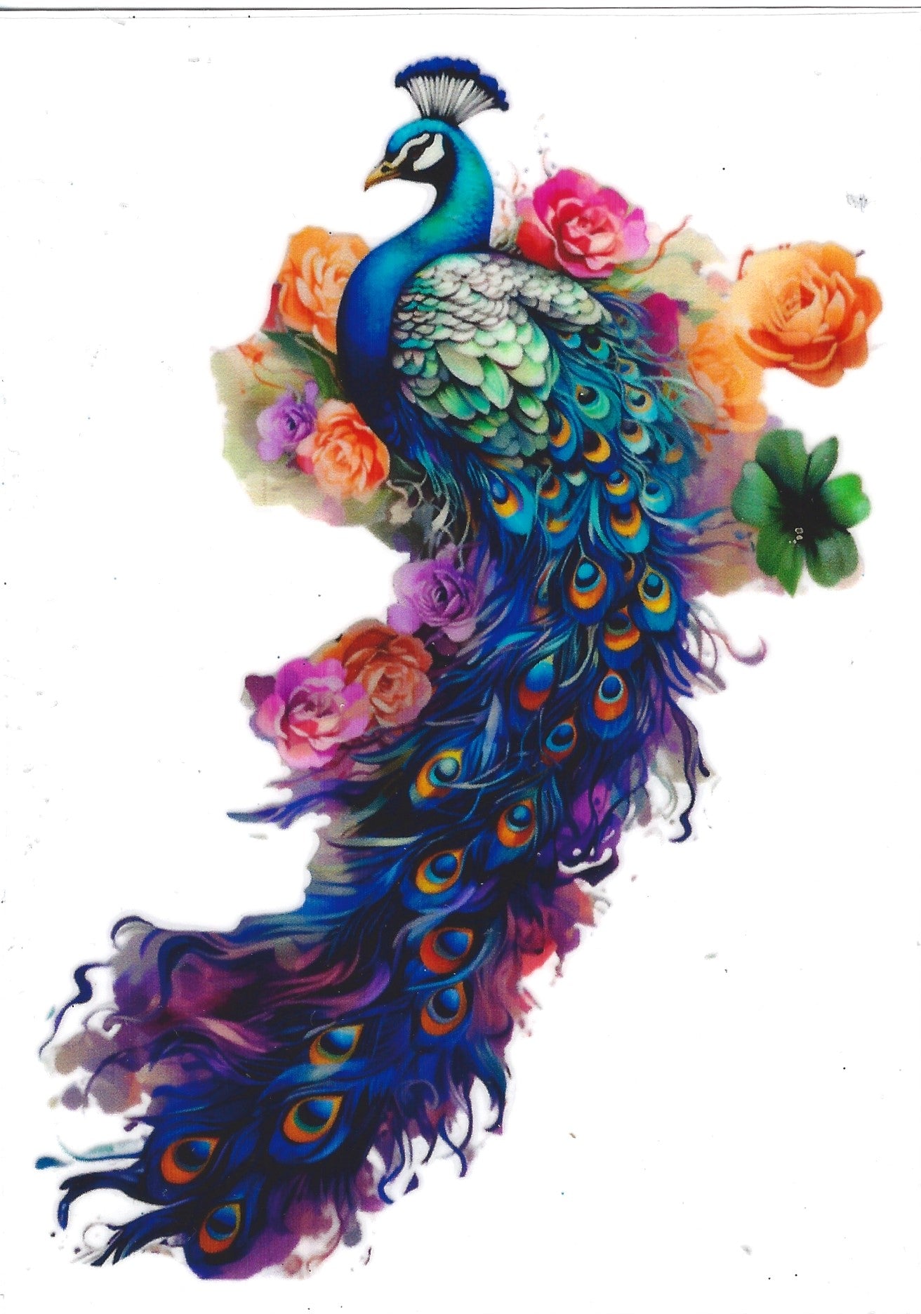 Majestic Peacock (larger decal)