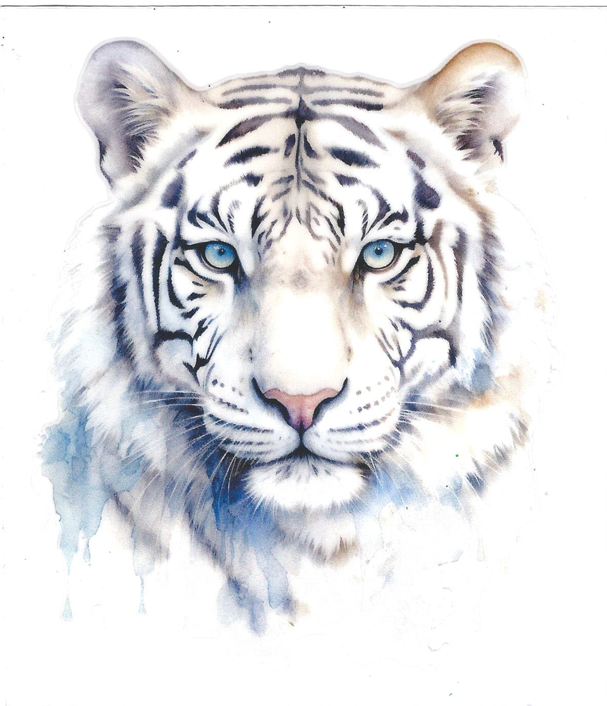 White Tiger Rrrrr 🐅