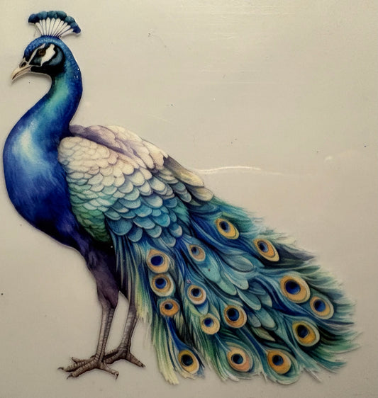 Peacock