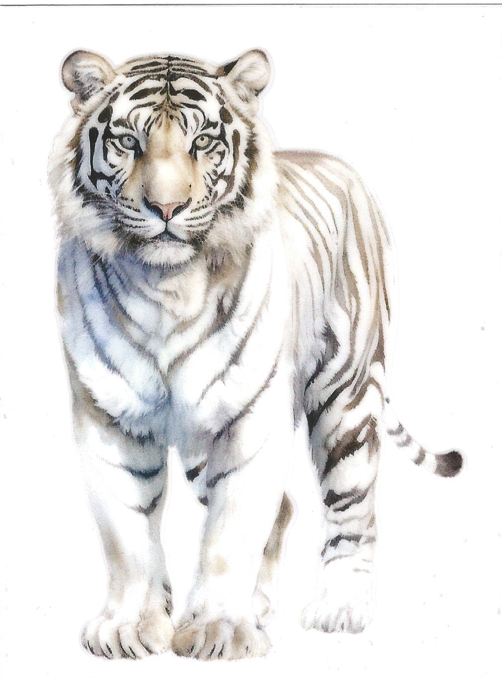 Majestic White Tiger