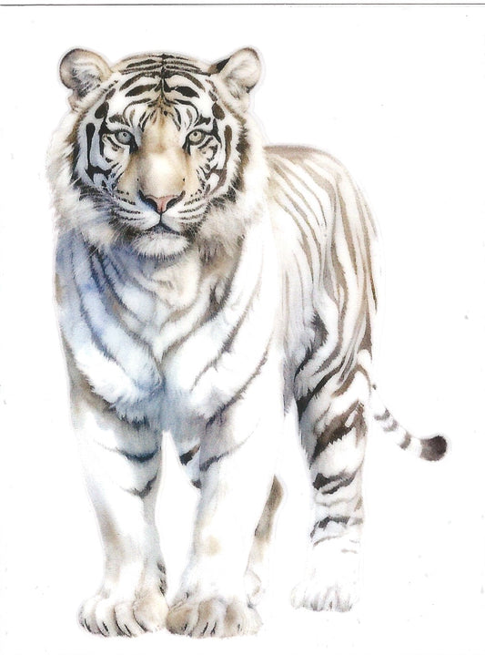 Majestic White Tiger