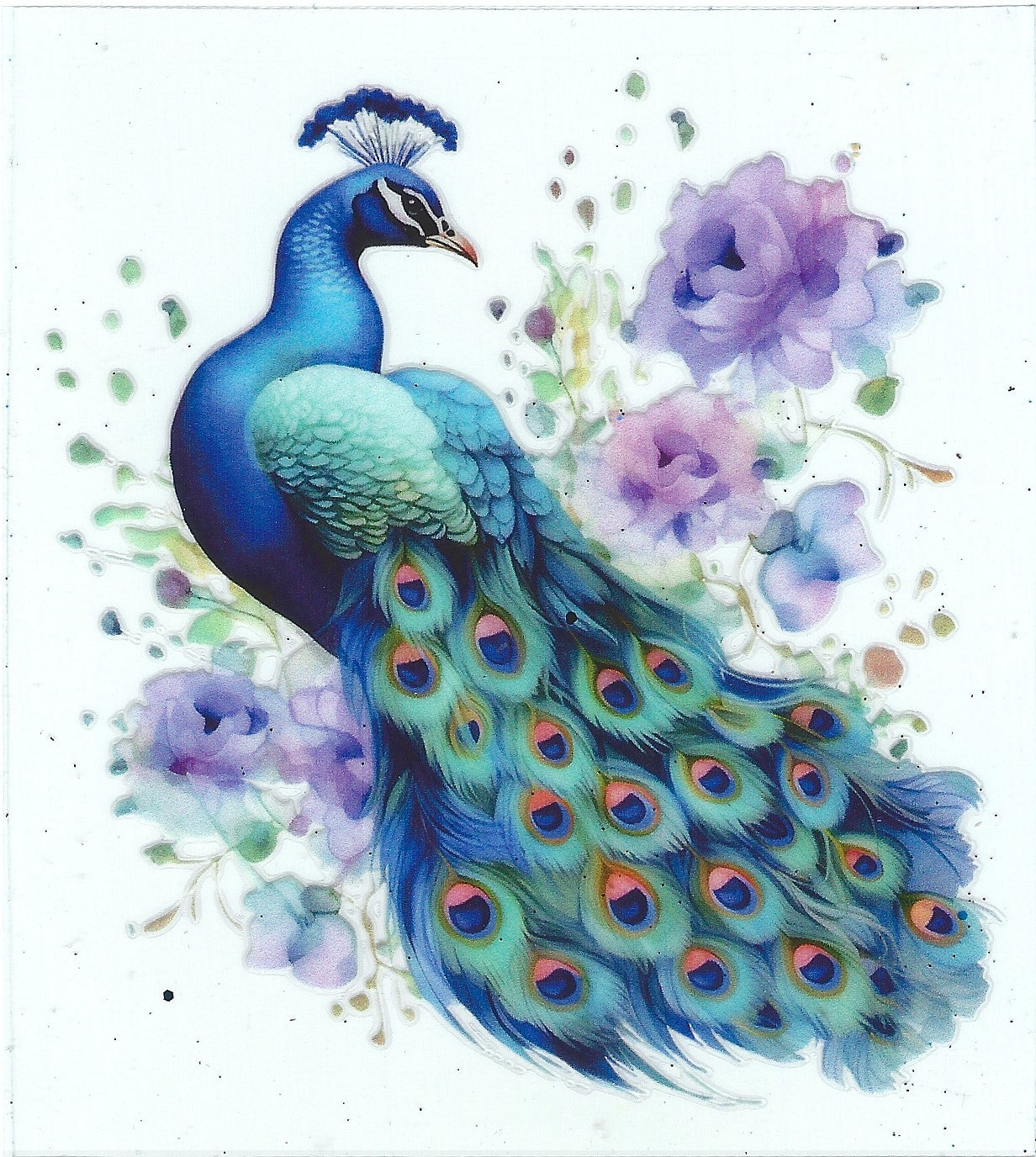 Petite Peacock
