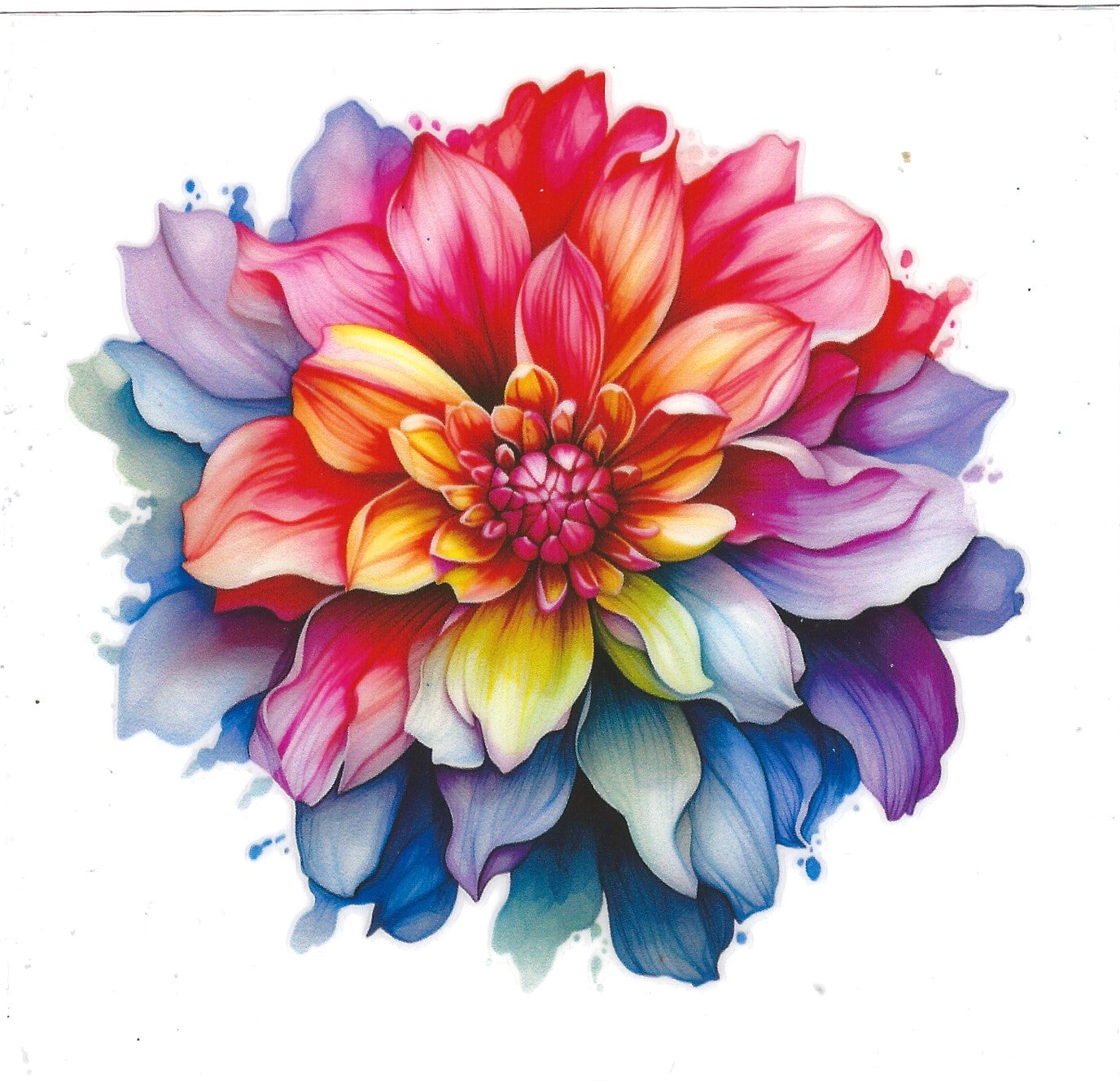 Rainbow Dahlia